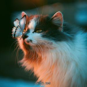 安静的可爱猫咪声音