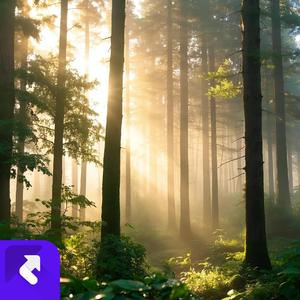 小微风（Gentle Breeze）