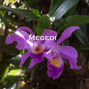 Megedi