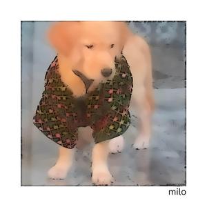 Milo