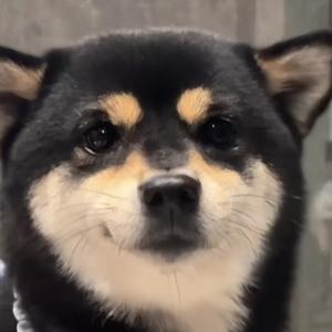 你好你好 你好你好你好