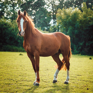Herzmelodie Der Pferde