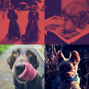 温和可爱的狗梦想