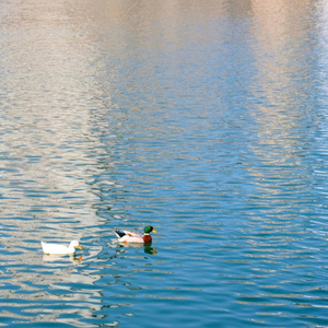 푸르른 (feat. 정채원)