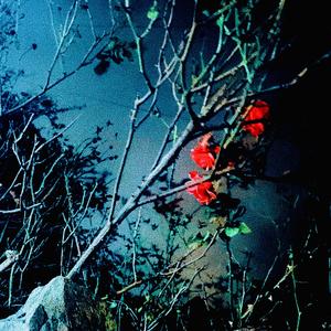 Withering Roses