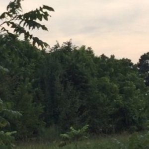 now its obvious (feat. Checks N Balances)