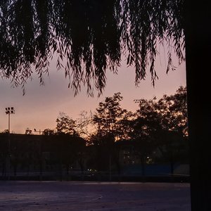 鸢尾（prob by FRESH_ye)