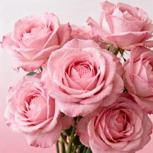 西楼儿女 (Cover 海来阿木)