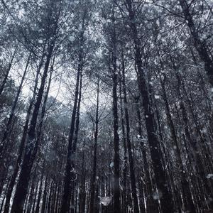 当安静的公园披上了夜网, 东方的夜莺徒然向玫瑰花歌唱