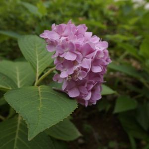 褪色的糖