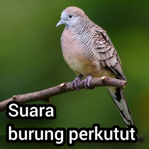 Suara Burung Perkutut (Remastered 2023)