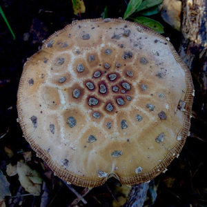 Ghosts of La Honda (Rosebud)