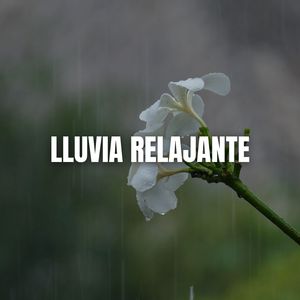Lluvia en el Bosque