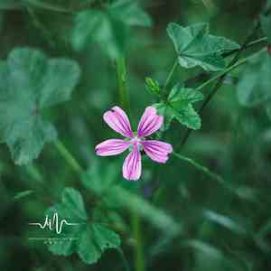 美好风景 (安眠曲-竖琴)