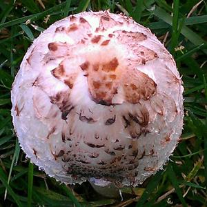 Slow, next best thing