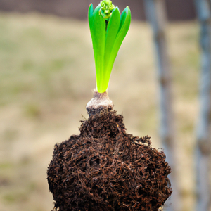 Healing from the Ground