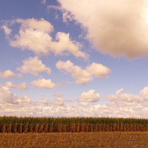 Wisdom Is Fortune, Never Forget That