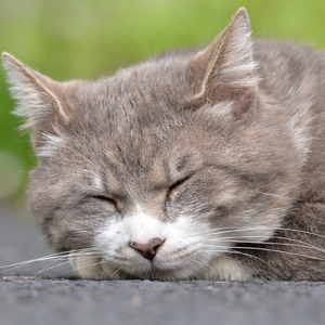 ネコと私のモノローグ