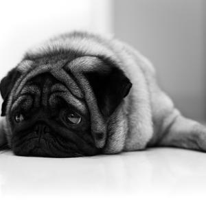 黑鸭子-羞答答的玫瑰静悄悄地开（feeson remix）