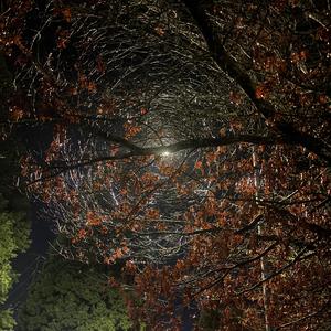 OD (feat. Lilspank8700)