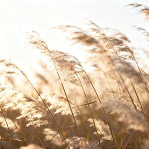 芦苇飞 (Cover 泡芙芙Scarlett)