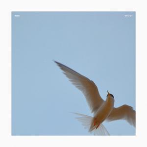 Tern (Instrumental)