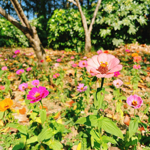 묘해, 너와（吉他弹唱）