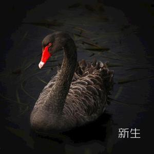 日落大道