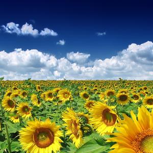 Mr. Summertime