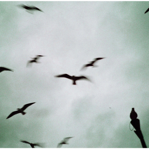 The Calling Impov #2 (Live) (Live)