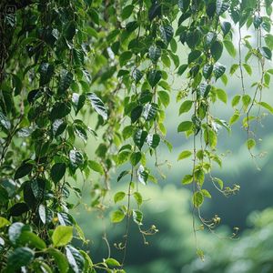 薜荔垂帘