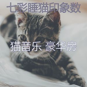 柔和的猫午睡时间时刻