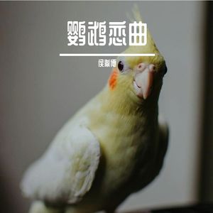 鹦鹉恋曲 热恋版