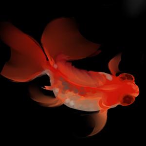 Lil Goldfish（翻自 まりか）