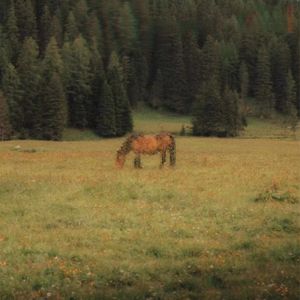 爱超速(Prod.YUSENISHERE)