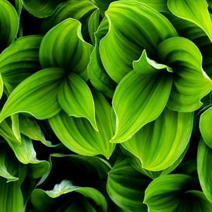 Autonomy (feat. Jason Rich)