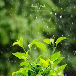 羽逸之光 (沉浸曲)