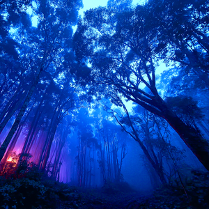 wind among the trees