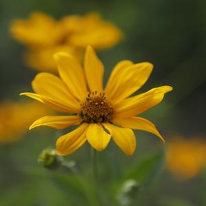 Poker face （鸡你太美）