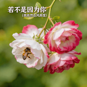 若不是因为你