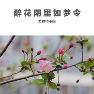醉花阴里如梦令