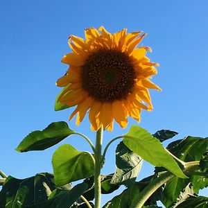 不是秘密的秘密