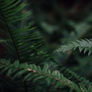 Sounds for Deep Sleep Baby