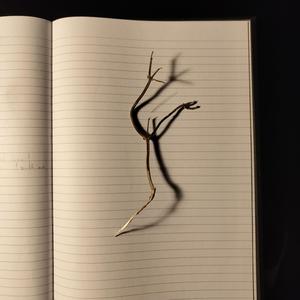 lavandula angustifolia