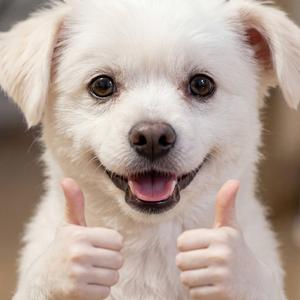 犬のチャッピー