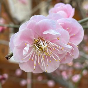 꽃잎이 온통 바람에