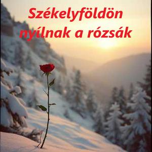 Székelyföldön nyílnak a rózsák