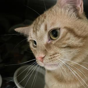 Pop (feat. Pax EBK & fckkay)