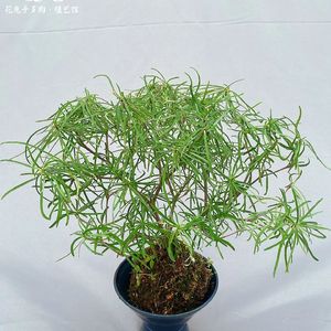 《夏日促销里的吉他欢跃曲》0101