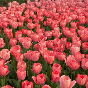 To my lover（Prod by Yzz）